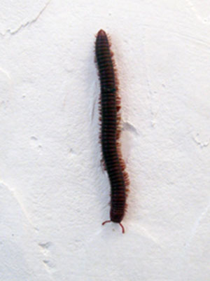 Centipede