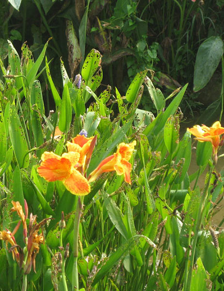 Chinese iris