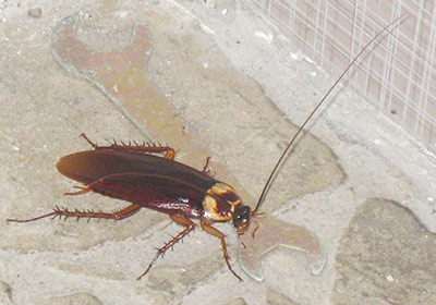Cockroach