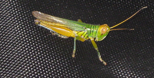 Cricket